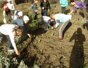 Infrumusetam gradina scolii