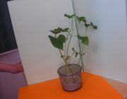 IUBIM FLORILE