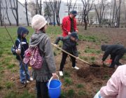 La plantat de copacei