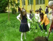 Plantare de pomisori