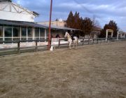 Caii sunt pasiunea mea